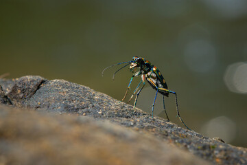 Blue-spotted tiger beetle or golden-spotted tiger beetle (Cicindela aurulenta) perching on a river...