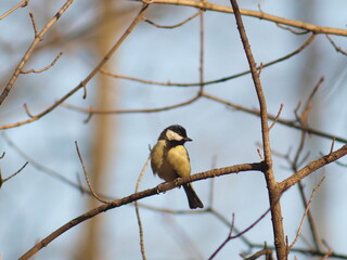 funny tit bird sitting on a branch. Early spring