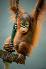 Naklejka premium Baby Bornean Orangutan