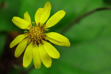 日本的な奥ゆかしい花