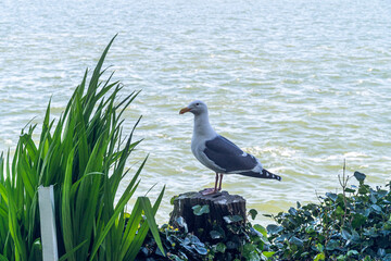 seagull on a rock