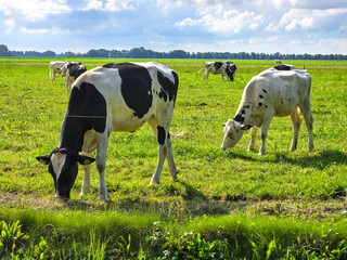 Grazing Cows in Lush Green Fields of Noordoostpolder Under Bright Blue Skies