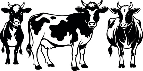 Three cows standing in a row, one of which has a white spot on its back. The cows are black and white,