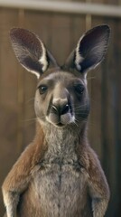 Fototapeta premium Realistic kangaroo with detailed fur3D Model illustration, Closeup, noblur