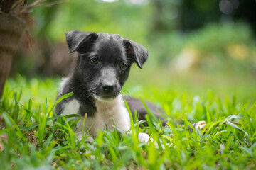 Black and white cute puppy is waiting for me.
