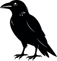 Obraz premium A black crow is standing on a white background. The bird has a curious expression on its face