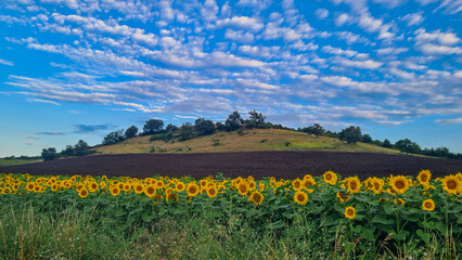 Paysage de campagne superbe
