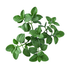 Oregano or marjoram leaves on a transparent background