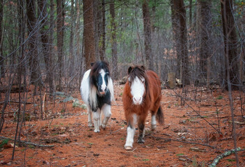 Two Mini Horses