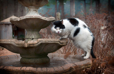 Cat on a fountain
