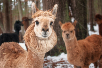 Alpacas