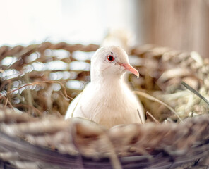 Dove in a basket