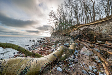 Bäume an der malerischen Steilküste bei Katharinenhof auf der Ostseeinsel Fehmarn nach dem Sturm, im Herbst 2023