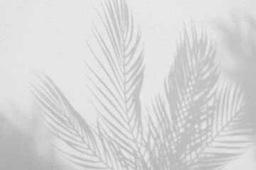 Grey shadow of natural palm leaf and tree abstract background falling on white wall texture for background and wallpaper. Tropical palm leaves foliage shadow overlay effect, foliage mockup and design