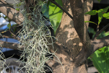 close up photo of moses beard 2