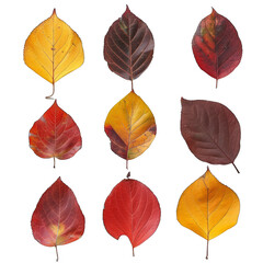 Fototapeta premium Embrace the beauty of autumn with these gorgeous fall leaves. Vibrant colors and nature's beauty