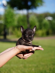 Adorable grey chihuahua puppy sitting on a lush green lawn