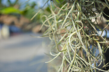 close up photo of moses beard plant 3