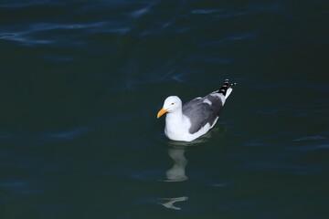 black headed gull