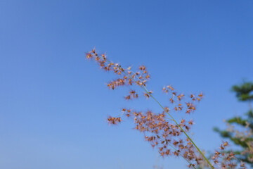 Grass flower background with blue sky 2