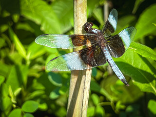 Widow Skimmer Dragonfly perched on a plant in the wild. The widow skimmer is one of the group of dragonflies known as king skimmers. Closeup views.