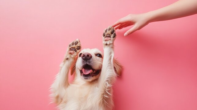 A dog lying on its back, playfully looking up at its owner who is reaching out to pet it against a solid color background. The owner's hand and the dog's playful posture create a fun and loving