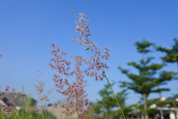 Grass flower background with blue sky 1
