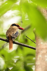 The Sulawesi lilac kingfisher (Cittura cyanotis) is a species of kingfisher in the genus Cittura, found in the lowlands of the Indonesia island of Sulawesi 