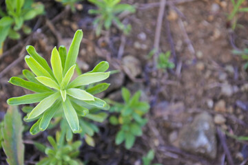 Green broad leaf grass background photographed from above 1