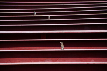 Lone Observer