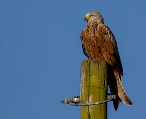 Brown eagle sitting on a post with a blue sky in the background