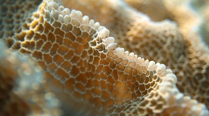   Closer look at coral with hazy foreground and background