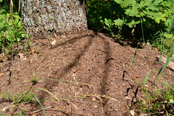 a close up of anthill with a tree trunk on the background