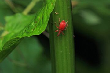 red curculionoidea insect macro photo
