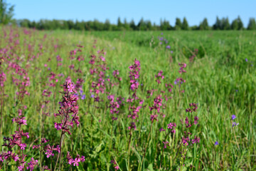 a field of purple flowers with green grass close up