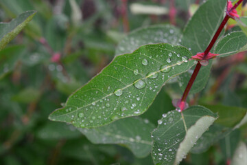 a leaf with water droplets on it and a red flower in the middle 