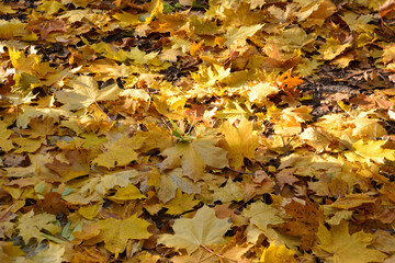 a yellow and orange leaf is laying on the ground 