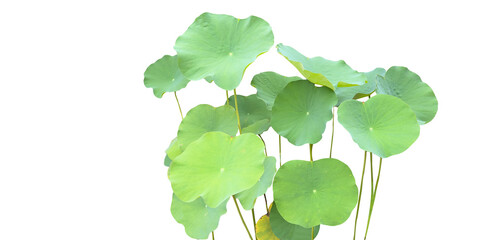 Cut-out image of a lotus plant on a white background with clipping paths.