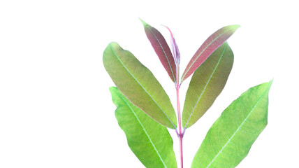 A cut-out of tree top leaves on a white background with clipping paths.