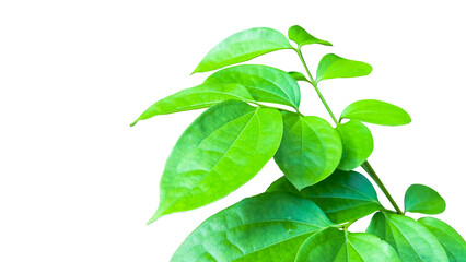 A cut-out of tree top leaves on a white background with clipping paths.