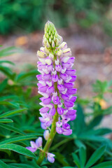 Single of purple Lupin flower blooming naturally in field