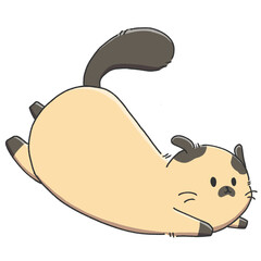 siamese (Thai cat) 3