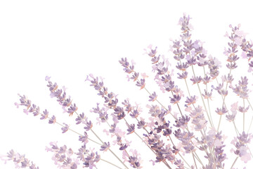 Obraz premium Watercolor lavender blossom border flowers, white background