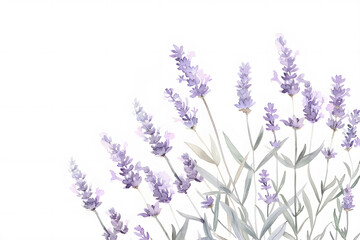 Fototapeta premium Watercolor lavender blossom border flowers, white background