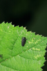 ladybug small larva macro photo