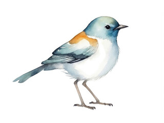 A watercolor bird in bright colors on a white background, representing lightness and freedom, with expressive brush strokes and details