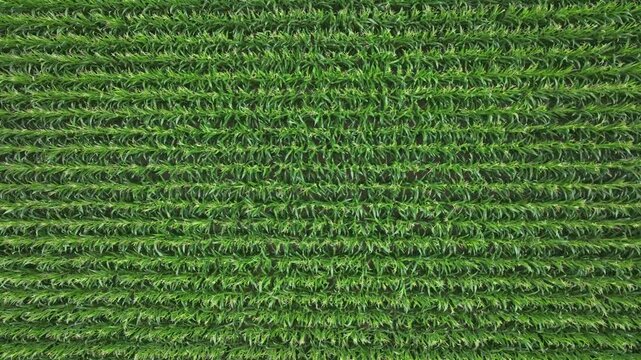 Smooth drone flight over corn field. Regular background pattern of rows in farmland. Countryside footage. 
