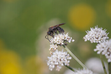 Black bee on white flowers