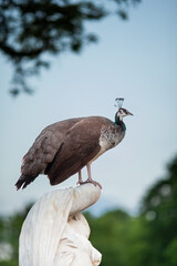 bird, peacock, peacock feathers, animal, avian, exotic bird, wildlife