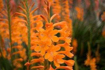 closeup of orange watsonia flowers in a botanical garden